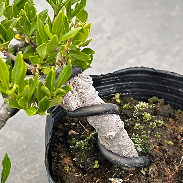 クチナシ：一寸法師（懸崖仕立て）3号ポット25-02