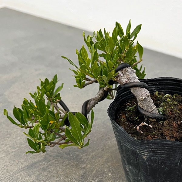 クチナシ：一寸法師（懸崖仕立て）3号ポット25-02