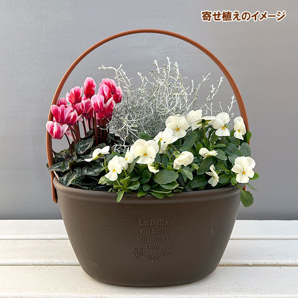季節のミニ寄せ植え:ビオラももか みるくももか(ワンハンドプランター・ブラウン)