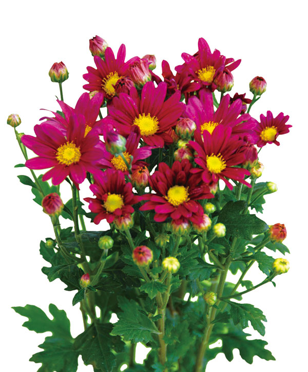 [26年3月中下旬予約]切花菊苗：二度咲き小菊 花火 2.5号ポット