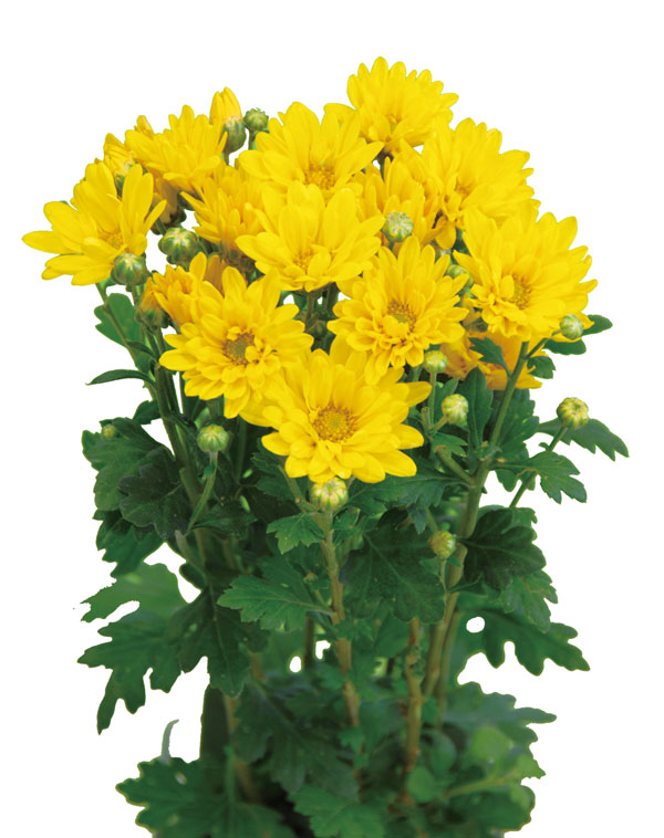 [26年3月中下旬予約]切花菊苗：二度咲き小菊 こだま 2.5号ポット