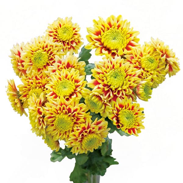 [26年4月上旬予約]二色咲きポンポン菊：ガリレオ2.5号ポット