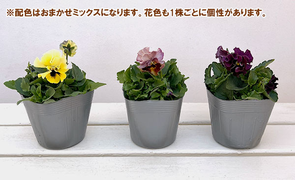パンジー：ジャノール3.5号ポット