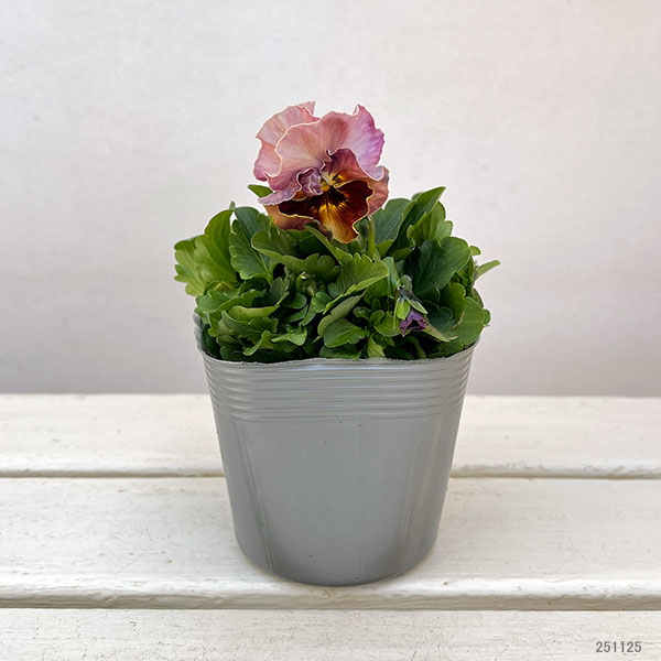 パンジー：ジャノール3.5号ポット