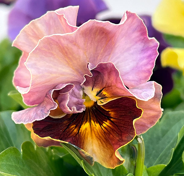 パンジー：ジャノール3.5号ポット