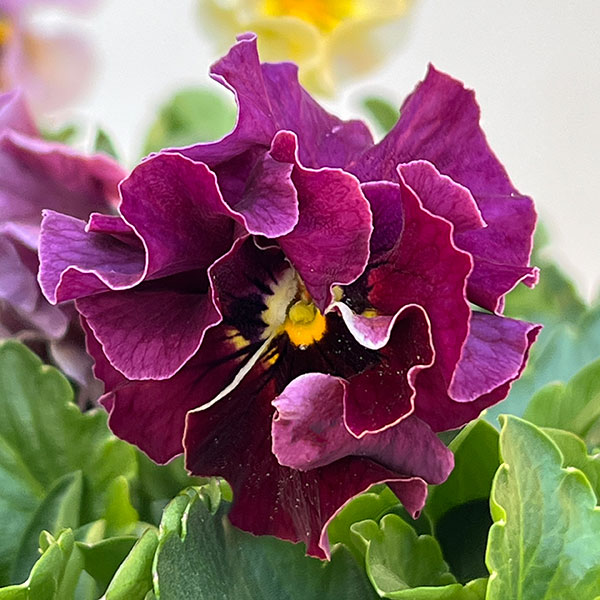 パンジー：ジャノール3.5号ポット