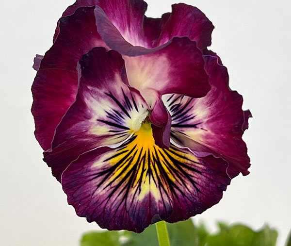 パンジー：ジャノール3.5号ポット