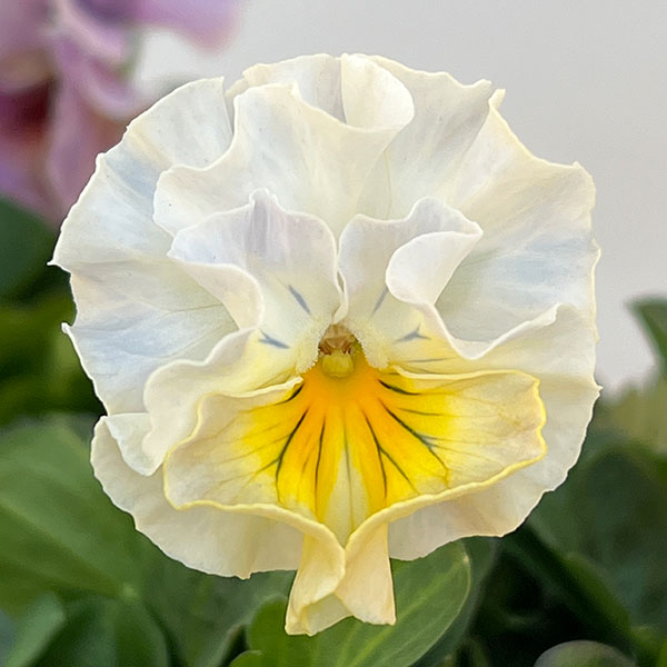 パンジー：ジャノール3.5号ポット