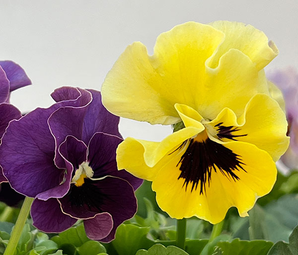 パンジー：ジャノール3.5号ポット