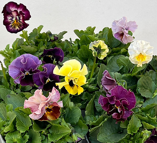 パンジー：ジャノール3.5号ポット