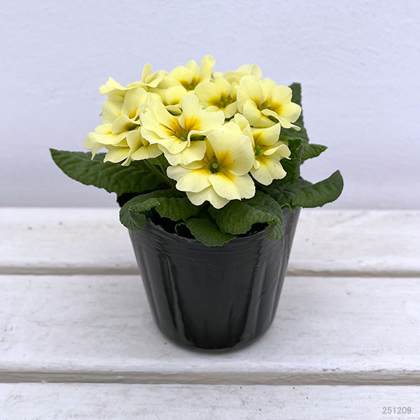 プリムラ ジュリアン:あおか ふんわりむーん3号ポット