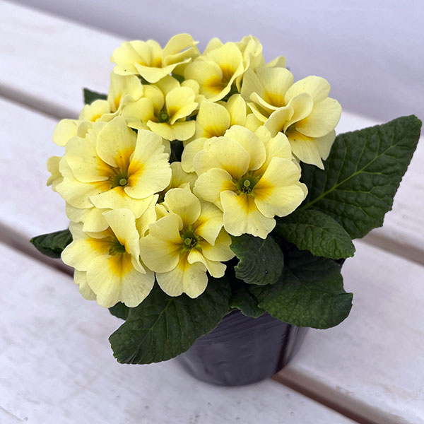 プリムラ ジュリアン:あおか ふんわりむーん3号ポット