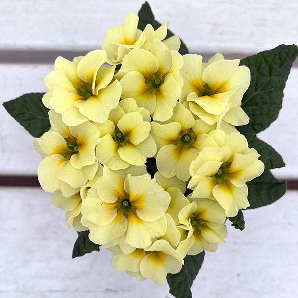 プリムラ ジュリアン:あおか ふんわりむーん3号ポット