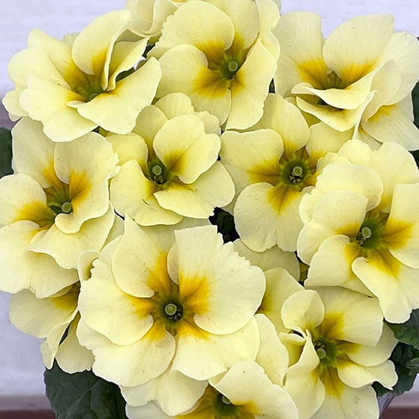 プリムラ ジュリアン:あおか ふんわりむーん3号ポット