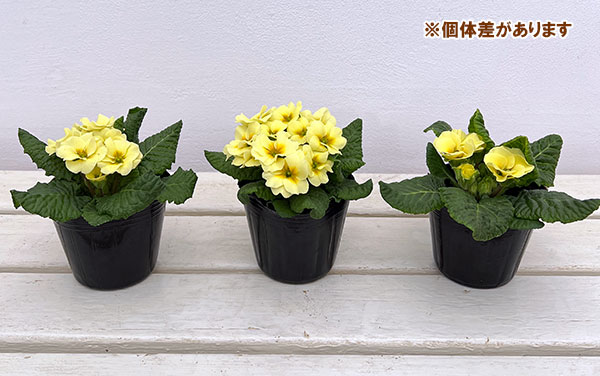 プリムラ ジュリアン:あおか ふんわりむーん3号ポット