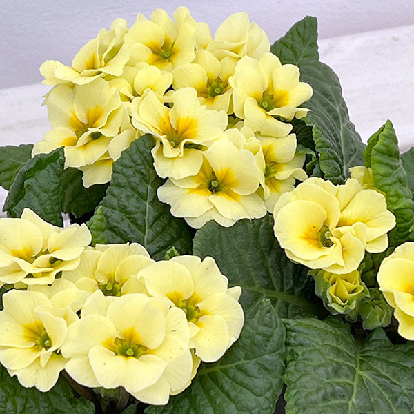 プリムラ ジュリアン:あおか ふんわりむーん3号ポット