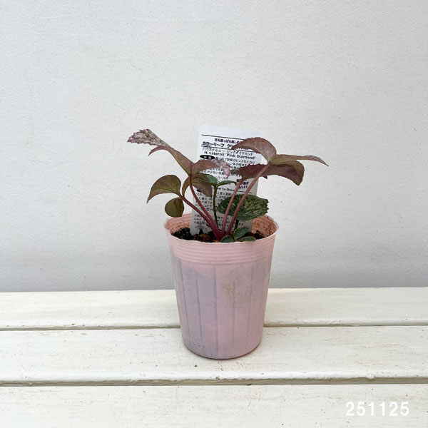 松村ナーセリーさんのクリスマスローズ(原種系):ステルニー ピンクダイヤモンド 3.5号ロングポット