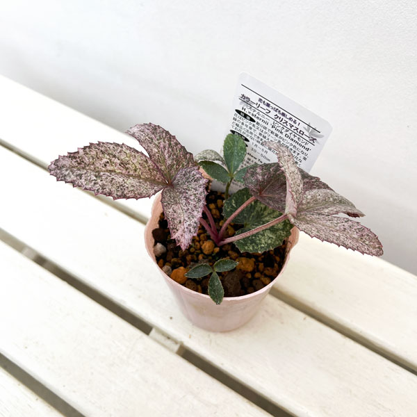 松村ナーセリーさんのクリスマスローズ(原種系):ステルニー ピンクダイヤモンド 3.5号ロングポット