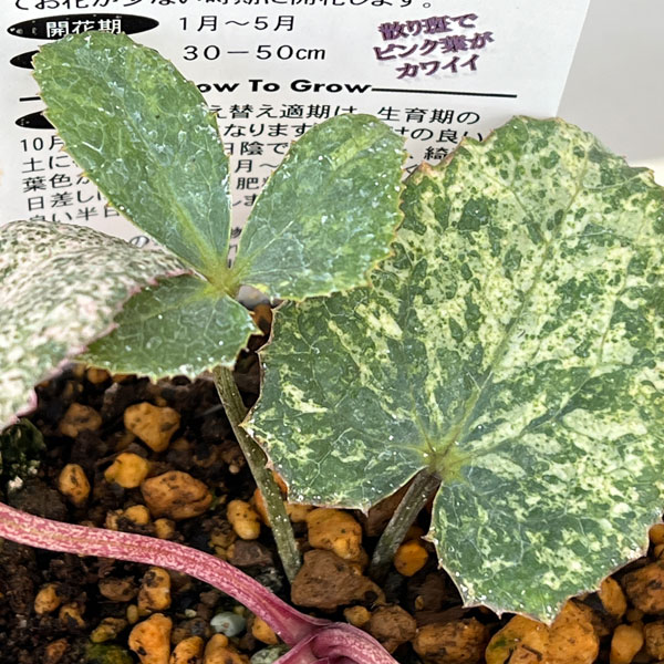 松村ナーセリーさんのクリスマスローズ(原種系):ステルニー ピンクダイヤモンド 3.5号ロングポット