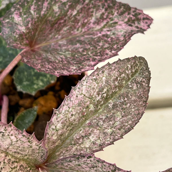 松村ナーセリーさんのクリスマスローズ(原種系):ステルニー ピンクダイヤモンド 3.5号ロングポット