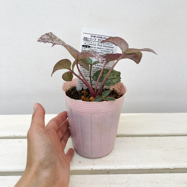 松村ナーセリーさんのクリスマスローズ(原種系):ステルニー ピンクダイヤモンド 3.5号ロングポット