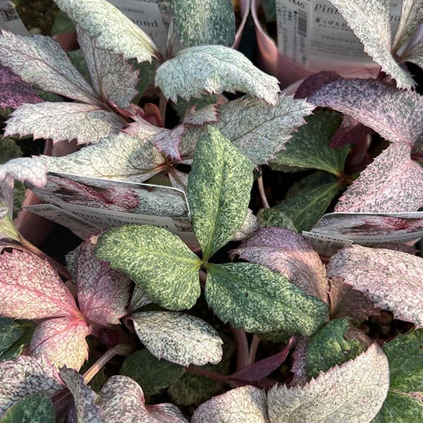 松村ナーセリーさんのクリスマスローズ（原種系）：ステルニー　ピンクダイヤモンド　3.5号ロングポット