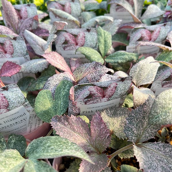 松村ナーセリーさんのクリスマスローズ（原種系）：ステルニー　ピンクダイヤモンド　3.5号ロングポット