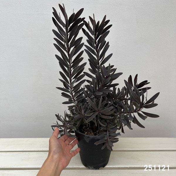 リューカデンドロン:デュリフ(大) 5号鉢植え