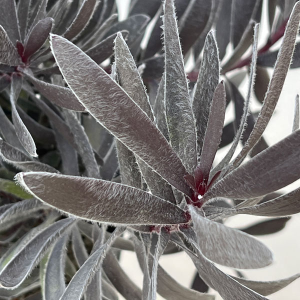 リューカデンドロン:デュリフ(大) 5号鉢植え