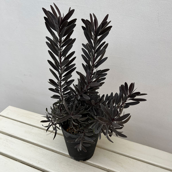 リューカデンドロン:デュリフ(大) 5号鉢植え