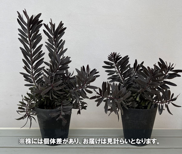 リューカデンドロン:デュリフ(大) 5号鉢植え