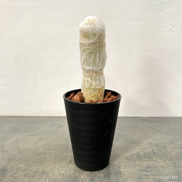 サボテン：エスポストア　幻楽（げんらく）4号鉢植え