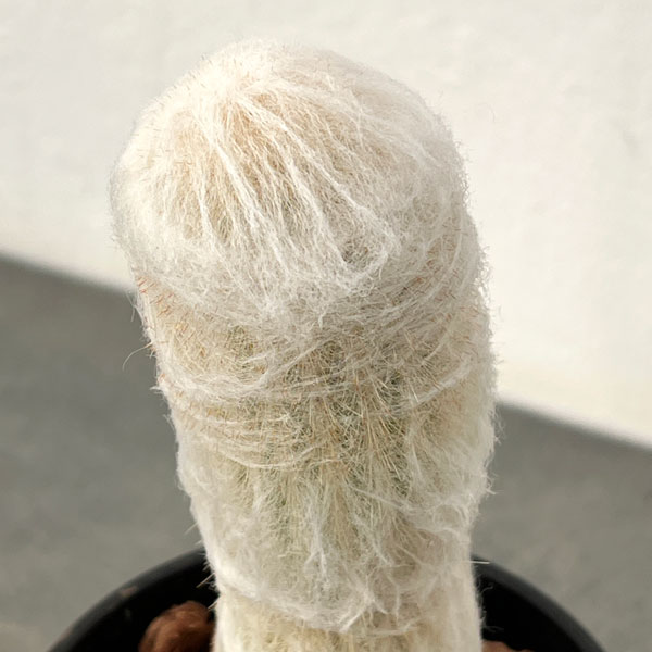 サボテン：エスポストア　幻楽（げんらく）4号鉢植え