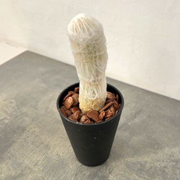 サボテン：エスポストア　幻楽（げんらく）4号鉢植え