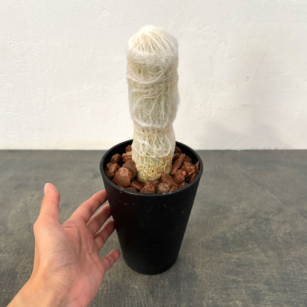 サボテン：エスポストア　幻楽（げんらく）4号鉢植え