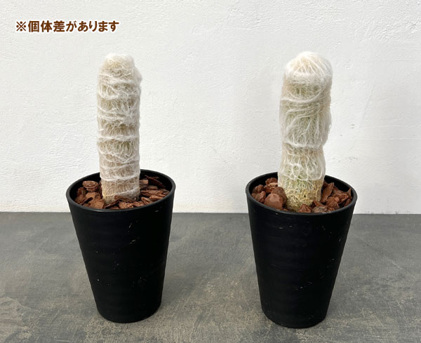 サボテン：エスポストア　幻楽（げんらく）4号鉢植え