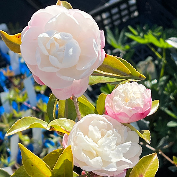 サザンカ(山茶花):朝倉5号ポット