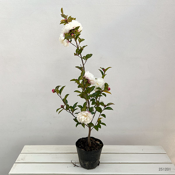 サザンカ(山茶花)：朝倉5号ポット