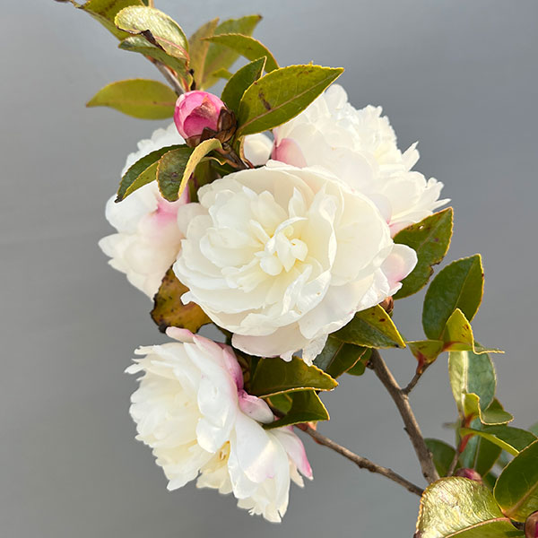 サザンカ(山茶花)：朝倉5号ポット