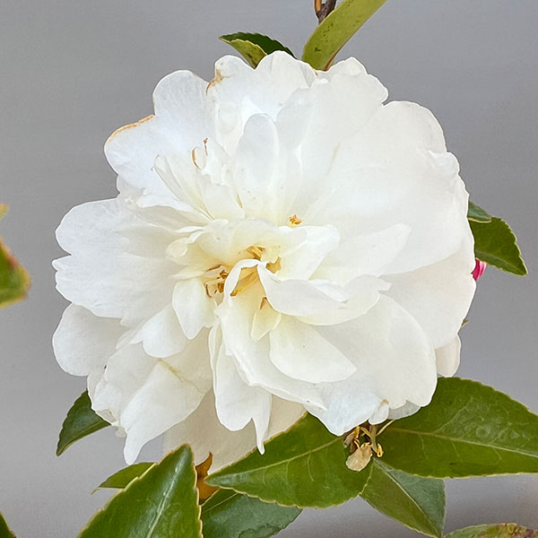 サザンカ(山茶花)：朝倉5号ポット