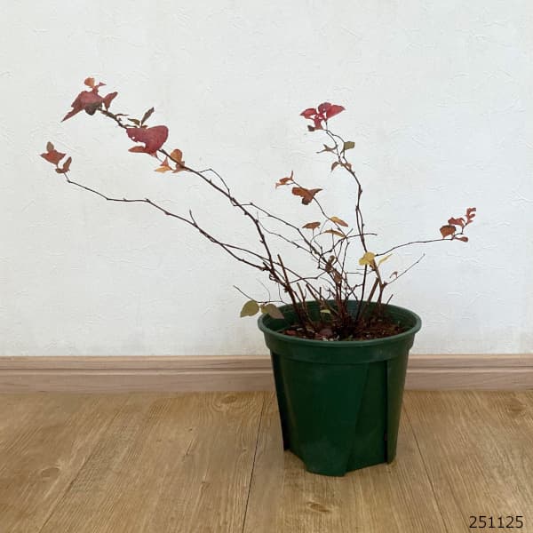 ダリア：ラベラ・グランデ　チョコレートアプリコット3.5号ポット