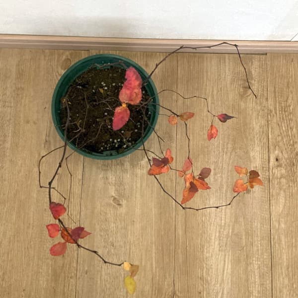 ダリア：ラベラ・グランデ　チョコレートアプリコット3.5号ポット