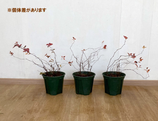 ダリア：ラベラ・グランデ　チョコレートアプリコット3.5号ポット