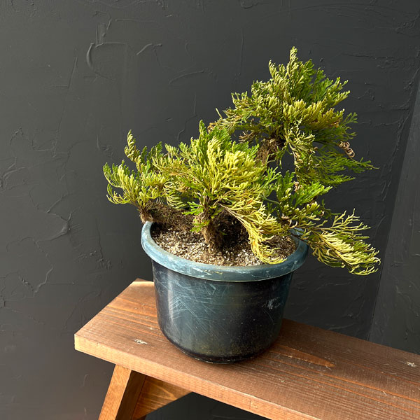 イワヒバ：盆栽風仕立て（品種不明）7号鉢植え25-01