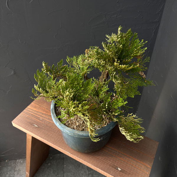 イワヒバ：盆栽風仕立て（品種不明）7号鉢植え25-01