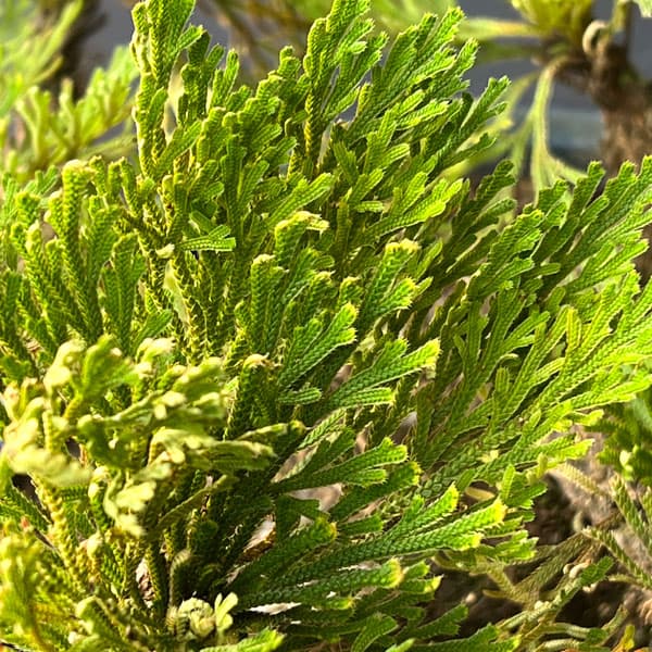 イワヒバ：盆栽風仕立て（品種不明）7号鉢植え25-01