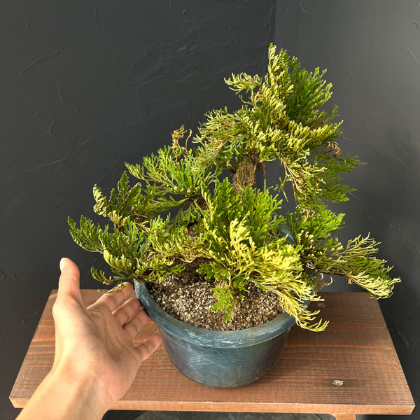 イワヒバ：盆栽風仕立て（品種不明）7号鉢植え25-01