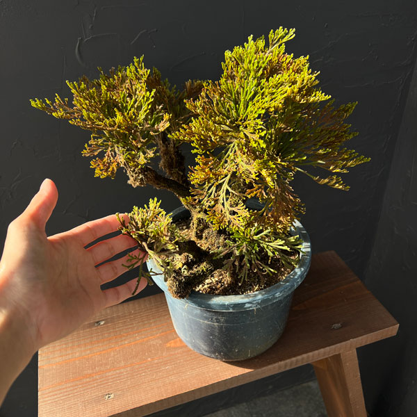 イワヒバ：盆栽風仕立て（品種不明）7号鉢植え25-02