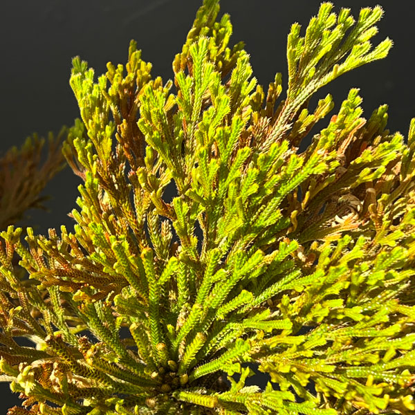 イワヒバ：盆栽風仕立て（品種不明）7号鉢植え25-02