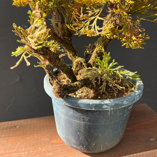 イワヒバ：盆栽風仕立て（品種不明）7号鉢植え25-02